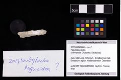 Foto (Objekt + Etikett) von Paguroidea indet.  (NHMW-GEO-2017-0089-0060)